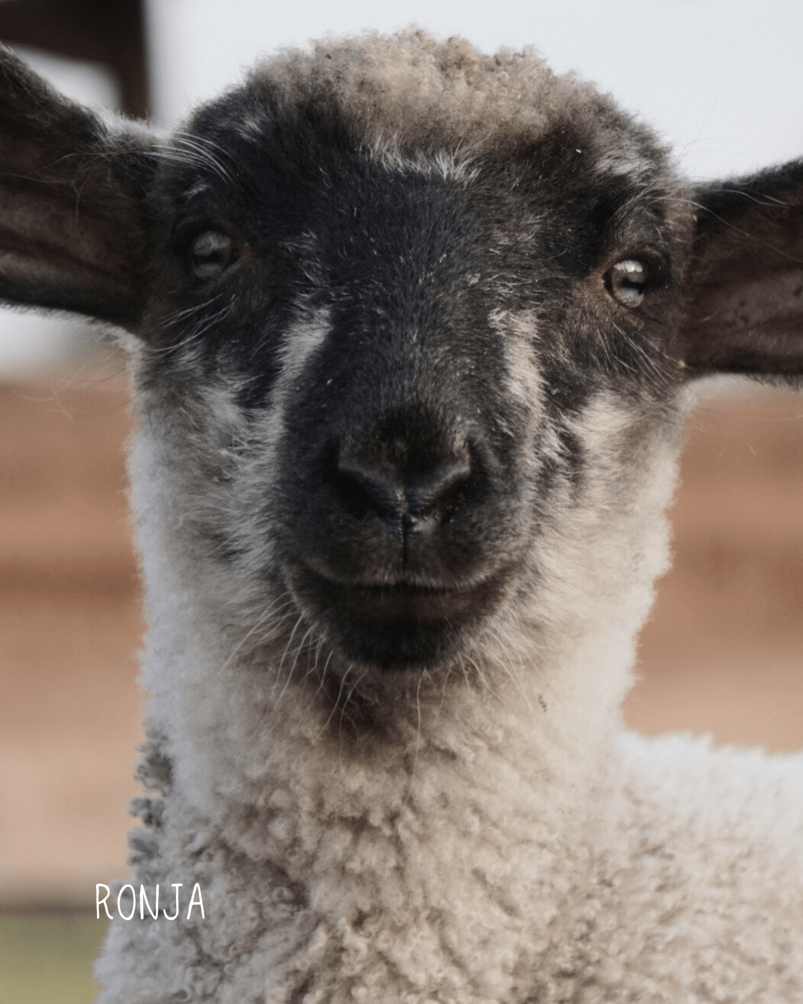 Ronja Earcuff Set Nella & Sina