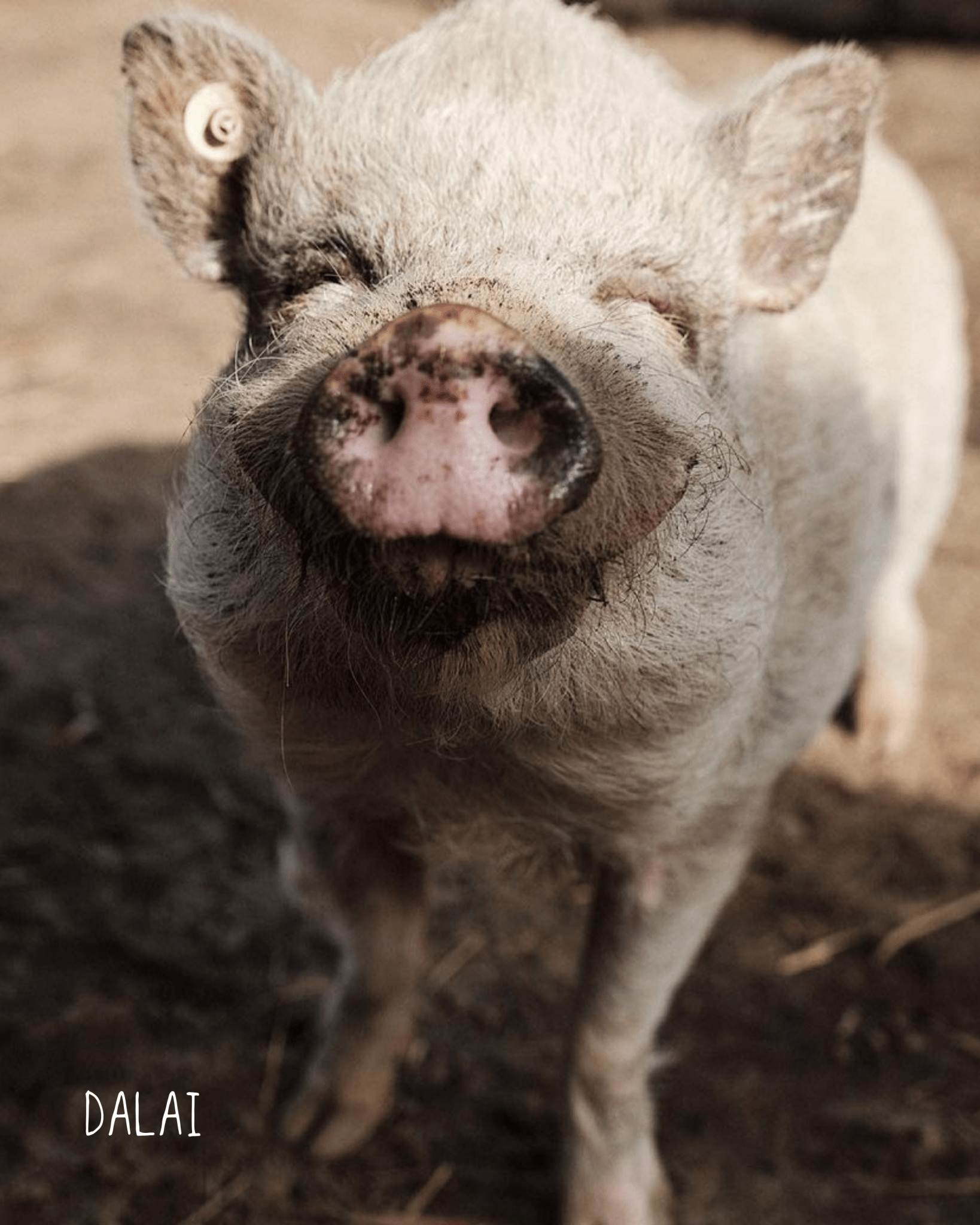 Dalai Earcuff Nella & Sina