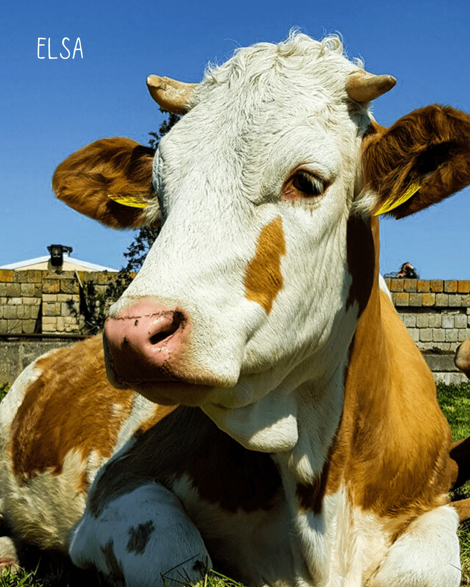 Elsa Earcuff Nella & Sina