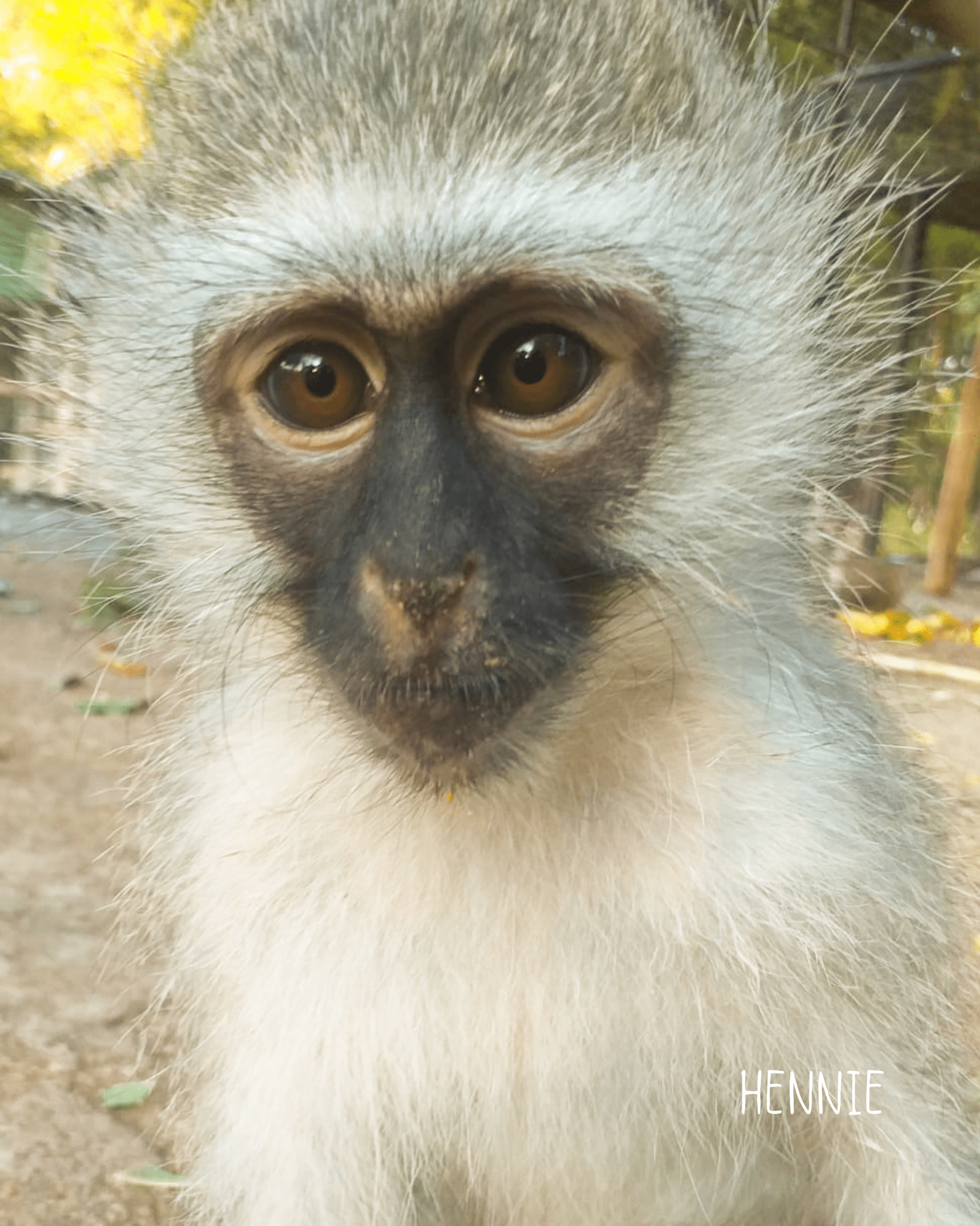 Hennies Astperlen Ring Nella & Sina