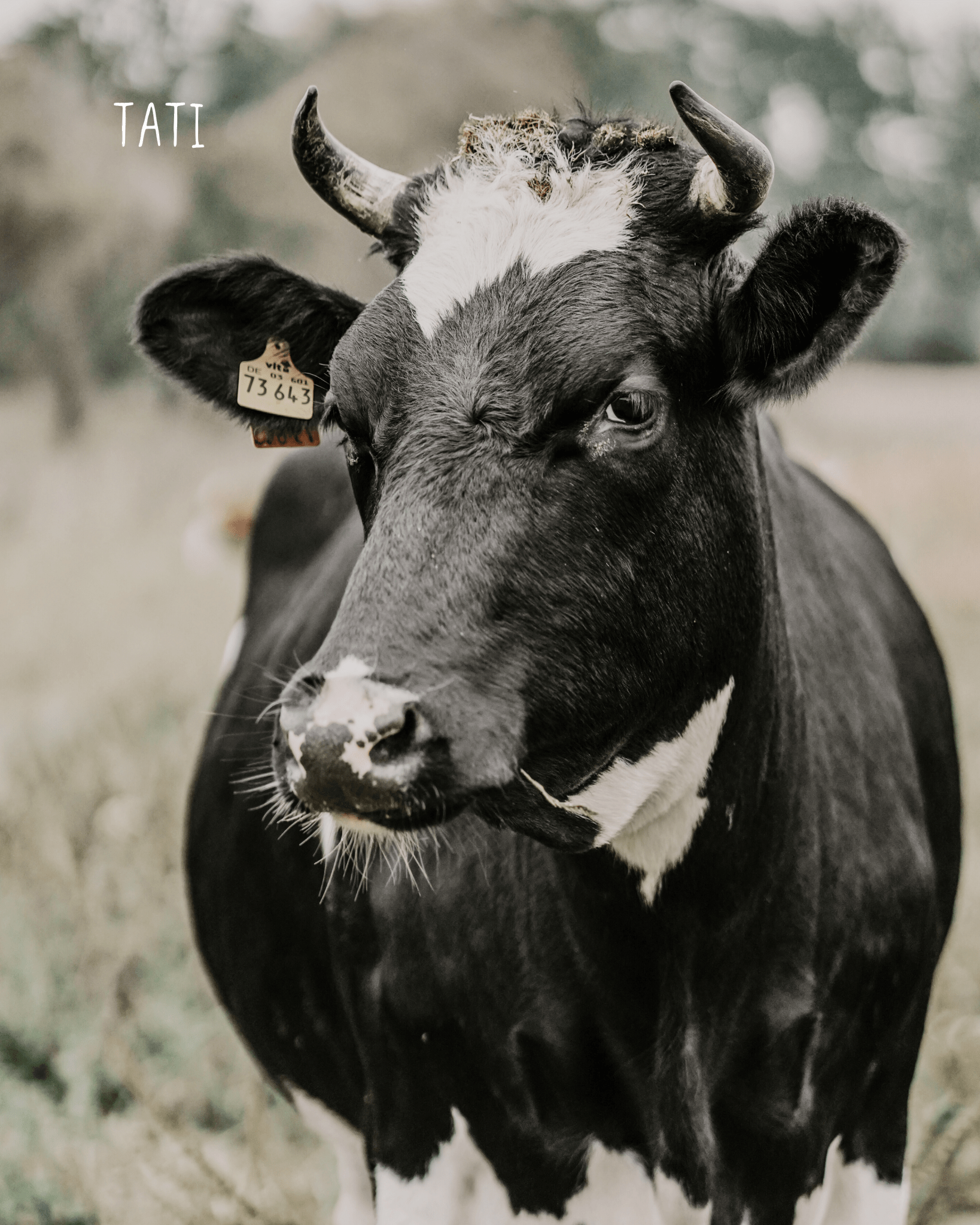 Tati Earcuff Nella & Sina